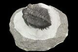 Coltraneia Trilobite Fossil - Huge Faceted Eyes #125241-4